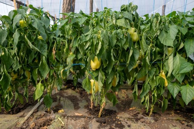 Ofilirea vasculara a ardeilor