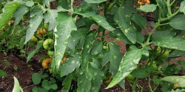 Patarea cafenie la tomate