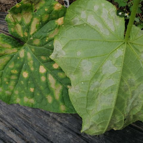 Patarea Unghiulara La Castraveti Pseudomonas Syringae