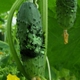 Castraveti